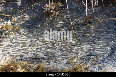 Danubian Bleak, Donau Bleak, Shemaya (Chalcalburnus chalcoides mento), große Schule von jungen Danubian Bleaks in einem flachen Zufluss eines Sees, Deutschland, Stockfoto