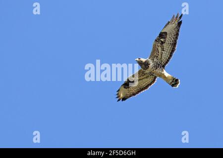 Amerikanischer Bussard (Buteo lagopus), im Flug, Schweden, Falsterbo Stockfoto