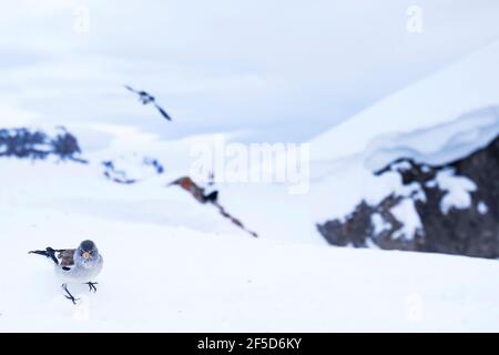 Weißflügelfink (Montifringilla nivalis, Montifringilla nivalis nivalis), Erwachsener im Wintergefieder, Schweiz Stockfoto