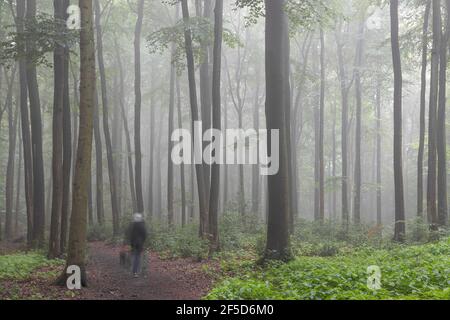 Buche (Fagus sylvatica), Wanderer im Nebelwald, Deutschland Stockfoto