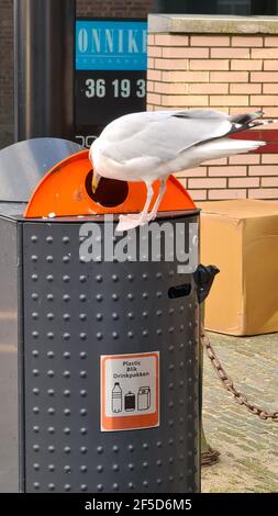 Heringsmöwe (Larus argentatus), Barsche auf einem städtischen Abfalleimer vor einem Laden und Nahrungssuche, Niederlande Stockfoto