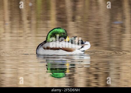 mallard (Anas platyrhynchos), drake kümmert sich um sein Gefieder, mit Spiegelbild, Deutschland, Bayern Stockfoto