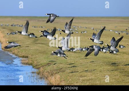 barnacle Gans (Branta leucopsis), Gruppe abheben von Grasland, Niederlande, Frisia, Ferwert Stockfoto