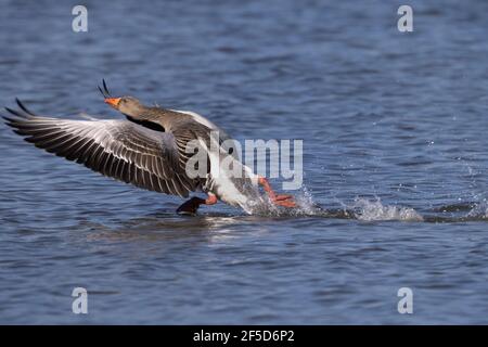 Graugans (Anser anser), Abheben von der Wasseroberfläche, Deutschland, Bayern Stockfoto