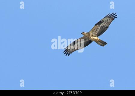 westlicher Honigbussard (Pernis apivorus), Jungvogel im Flug bei Vogelzug, Schweden, Falsterbo Stockfoto