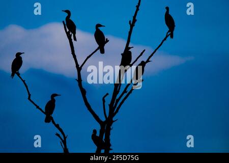 Großer Kormoran (Phalacrocorax carbo), Truppe auf einem toten Baum, Deutschland Stockfoto