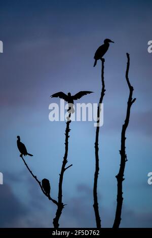 Großer Kormoran (Phalacrocorax carbo), Truppe, die am Abend auf einem toten Baum barcht, Deutschland Stockfoto