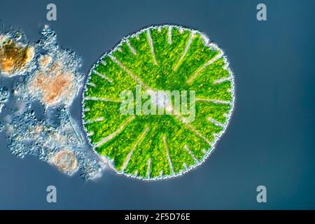 Grünalge (Micrasterias rotata), Differentialkontrastbild, Vergrößerung x100 bezogen auf 35 mm, Deutschland Stockfoto