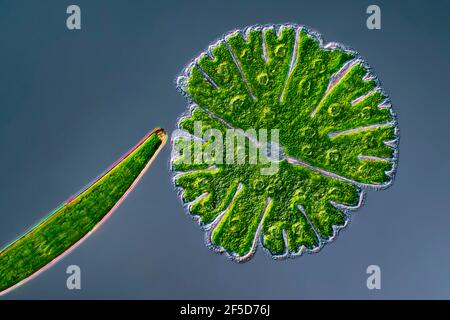 Grünalge (Micrasterias rotata), mit Clostridium, Differentialkontrastbild, Vergrößerung x100 bezogen auf 35 mm, Deutschland Stockfoto