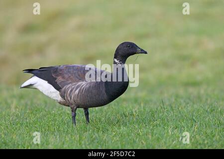 brent Gans (Branta bernicla), steht im Grasland, Niederlande, Frisia, Ferwert Stockfoto