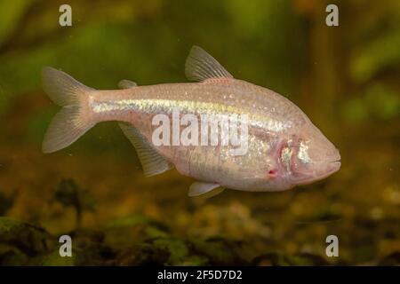 Blinder höhlensalmler, blinder Höhlenfisch (Anoptichthys jordani, Astyanax fasciatus mexicanus), Schwimmen Stockfoto