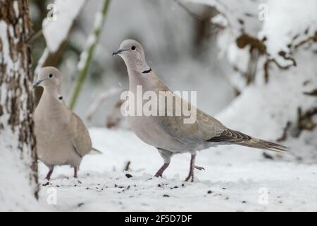 Halstaube (Streptopelia decaocto), Paar an einer Futterstelle im Schnee, Deutschland, Bayern Stockfoto