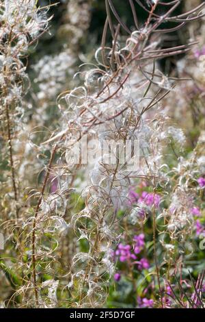 Feuerkraut, blühend sally, Rosebay Weidenkraut, große Weidenkraut (Epilobium angustifolium, Chamerion angustifolium), Früchte und Samen, Deutschland Stockfoto