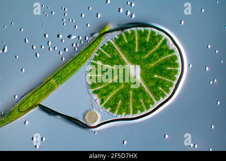 Grünalge (Micrasterias rotata), mit Clostridium in einer Wasserblase, Bild mit differenziellem Interferenzkontrast, Vergrößerung x100 bezogen auf 35 mm, Stockfoto