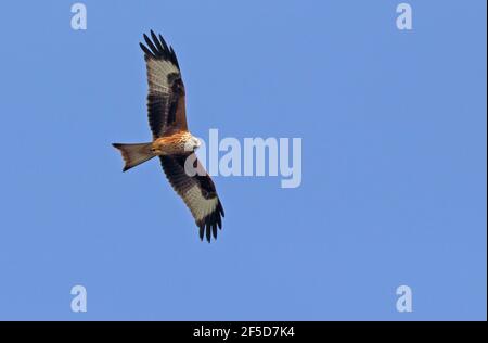 Roter Drachen (Milvus milvus), im Flug, Schweden, Falsterbo Stockfoto