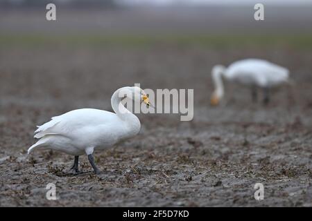 Singschwan (Cygnus cygnus), geht auf einem Feld, im Hintergrund ein anderer Singschwan, der auf der Nahrungssuche ist, Niederlande, Friesland, Paesens Stockfoto