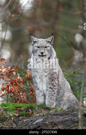 Eurasischer Luchs (Luchs Luchs), mit Winterfell, Deutschland Stockfoto