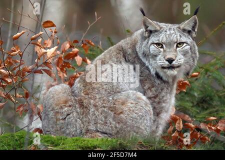 Eurasischer Luchs (Luchs Luchs), mit Winterfell, Deutschland Stockfoto