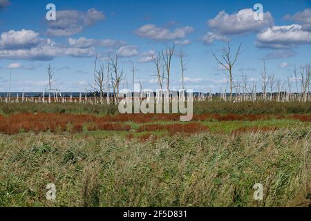 Tote Bäume im Naturschutzgebiet Anklamer Stadtbruch, Deutschland, Mecklenburg-Vorpommern, NSG Anklamer Stadtbruch Stockfoto
