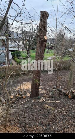 Baum wird gefällt, Deutschland Stockfoto