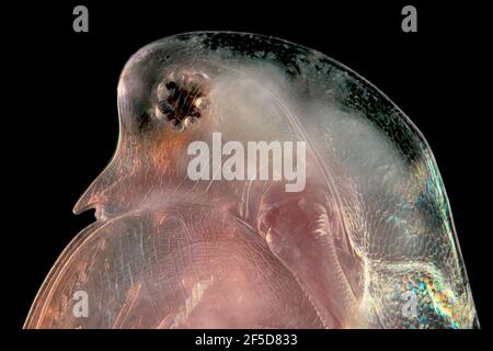 Gewöhnlicher Wasserfloh (Daphnia pulex), Kopf eines Wasserflohs, Dunkelfeld-Mikroskopaufnahme, Vergrößerung x40 bezogen auf 35 mm, Deutschland Stockfoto