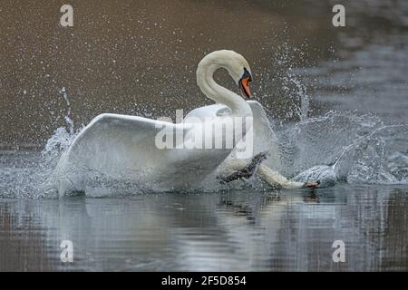 Muter Schwan (Cygnus olor), kämpfende Männchen, Deutschland, Bayern, Woehrsee Stockfoto