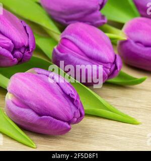 Lila Tulpen vor Holzhintergrund Stockfoto