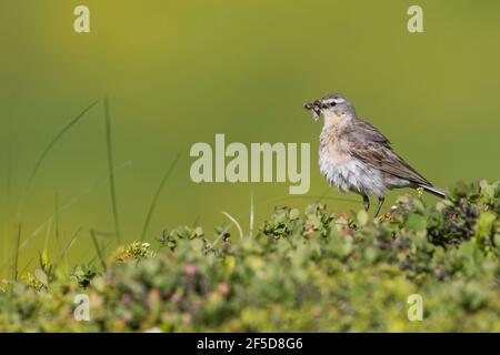 Wasserpfeife (Anthus spinoletta, Anthus spinoletta spinoletta), Erwachsene in Zuchtgefieder in Alpbergen, Schweiz Stockfoto