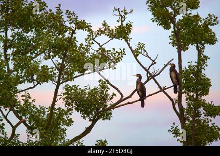 Großer Kormoran (Phalacrocorax carbo), zwei Kormorane, die in einem Baum stehen, Deutschland Stockfoto