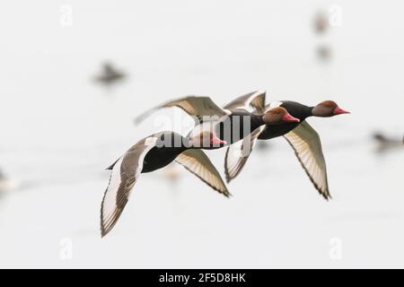 Rotschlockenbarde (Netta rufina), fliegende Drachen mit Zuchtgefieder, Deutschland, Bayern, Speichersee Stockfoto