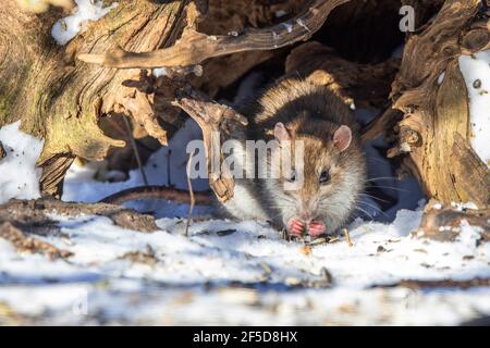 Braune Ratte, Brauner Ratte, Norwegenratte, Gemeine Ratte (Rattus norvegicus), Futtersuche an einer Futterstelle im Winter, Deutschland, Bayern Stockfoto
