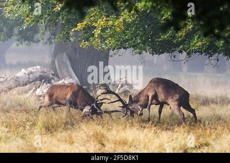 Rothirsch (Cervus elaphus), zwei Kampfhirsche, Dänemark Stockfoto