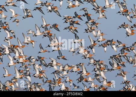 Schwarzschwanzgodwit (Limosa limosa), Flock taking off, Niederlande, Gelderland, Nijkerk Stockfoto