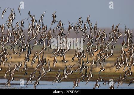 Schwarzschwanzgodwit (Limosa limosa), Flock taking off, Niederlande, Gelderland, Nijkerk Stockfoto