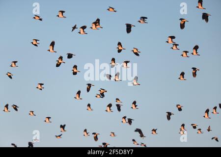 nördlicher Kiebitz (Vanellus vanellus), fliegende Herde, Niederlande, Gelderland Stockfoto