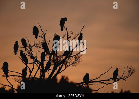 Große Kormorane (Phalacrocorax carbo), ruhende Kormorane auf einem Baum bei Sonnenuntergang, Deutschland, Mecklenburg-Vorpommern, Muritz Nationalpark Stockfoto