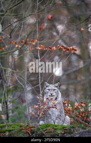 Eurasischer Luchs (Luchs Luchs), mit Winterfell, Deutschland Stockfoto