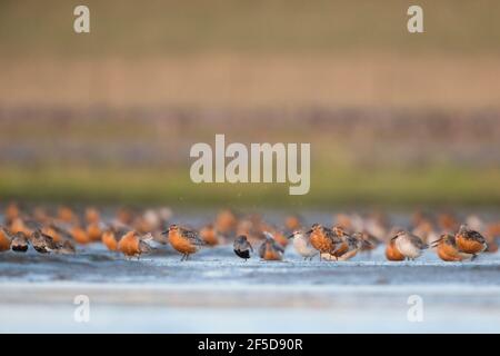 Roter Knoten (Calidris canutus), Erwachsene im Zuchtgefieder stehen im seichten Wasser bei einer Hochflutwaderstalle, Deutschland Stockfoto