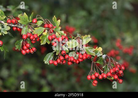 weißdorn, Weißdorn, Weißdorn (Crataegus spec.), Zweig mit Früchten, Niederlande Stockfoto