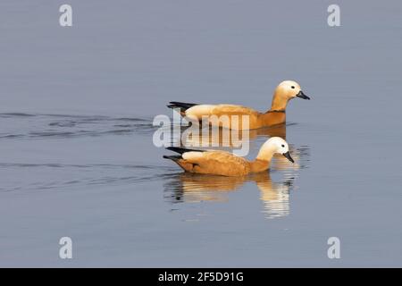 Ruddy Shelduck (Tadorna ferruginea, Casarca ferruginea), Schwimmpaar, Deutschland, Bayern Stockfoto