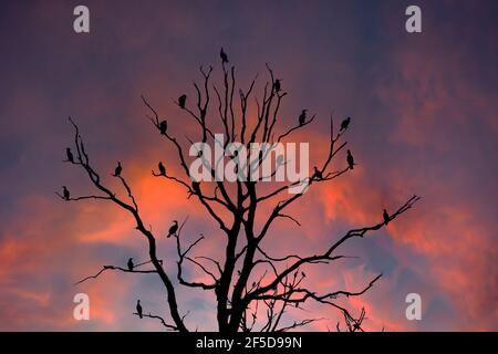 Kormoran (Phalacrocorax carbo), Kolonie auf einem toten Baum bei Sonnenuntergang, Deutschland, Mecklenburg-Vorpommern Stockfoto