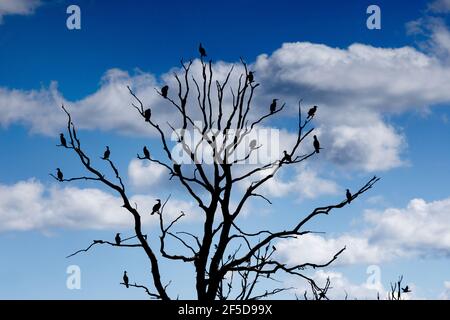 Kormoran (Phalacrocorax carbo), Kolonie auf einem toten Baum, Deutschland, Mecklenburg-Vorpommern Stockfoto