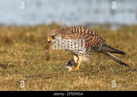 Europäischer Turmfalke, Eurasischer Turmfalke, Alter Weltkestrel, gewöhnlicher Turmfalke (Falco tinnunculus), Weibchen ernährt sich von einem gefangenen kleinen Säugetier, Niederlande, Stockfoto