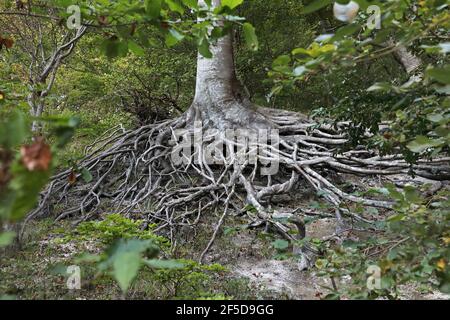 Gemeine Buche (Fagus sylvatica), exponierte Wurzeln am Hang, Dänemark, Mons Klint Stockfoto