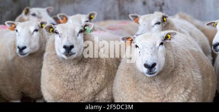 Lleyn Schafe in Schuppen bereit für lambing Zeit, Cumbria, Großbritannien. Stockfoto