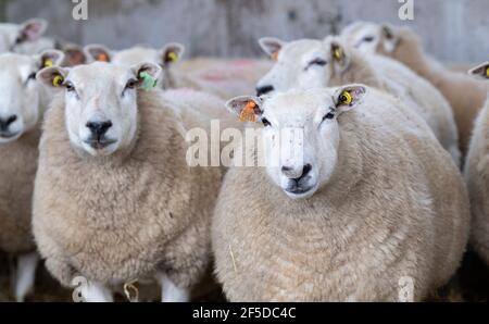 Lleyn Schafe in Schuppen bereit für lambing Zeit, Cumbria, Großbritannien. Stockfoto