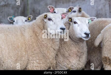 Lleyn Schafe in Schuppen bereit für lambing Zeit, Cumbria, Großbritannien. Stockfoto