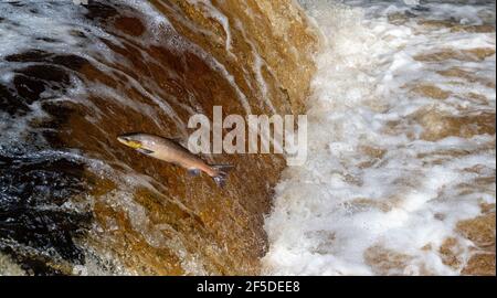 Wild Atlantic Salmon Springen Stainforth Foss auf dem River Ribble in den Yorkshire Dales, Großbritannien. Stockfoto