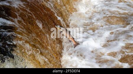 Wild Atlantic Salmon Springen Stainforth Foss auf dem River Ribble in den Yorkshire Dales, Großbritannien. Stockfoto