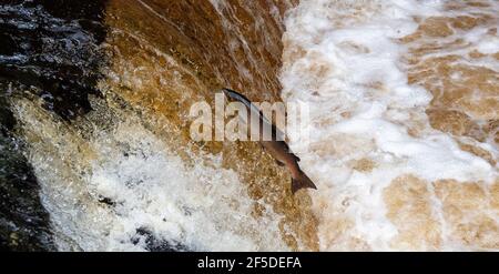 Wild Atlantic Salmon Springen Stainforth Foss auf dem River Ribble in den Yorkshire Dales, Großbritannien. Stockfoto